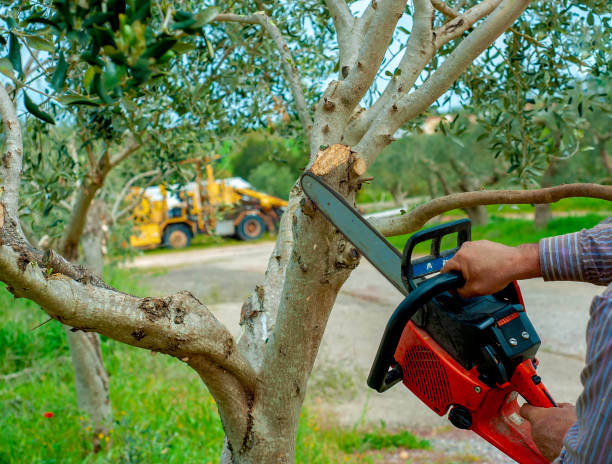 Best Tree Root Removal  in Metairie, LA